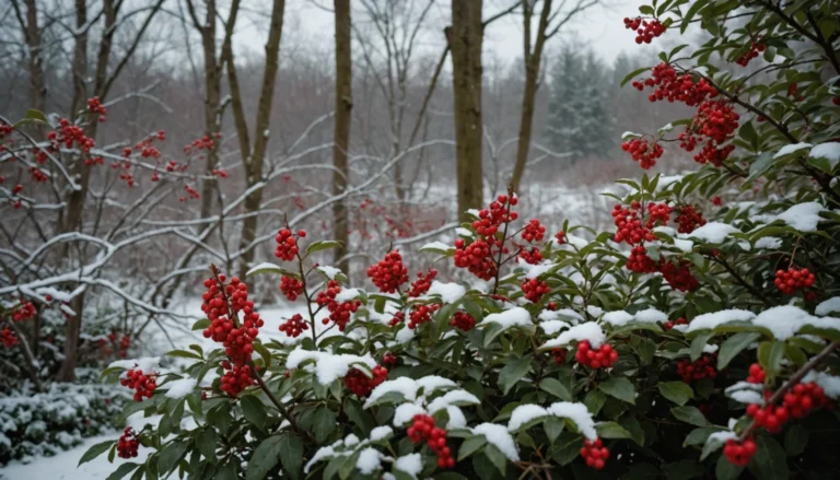 arbuste à baies rouges en hiver