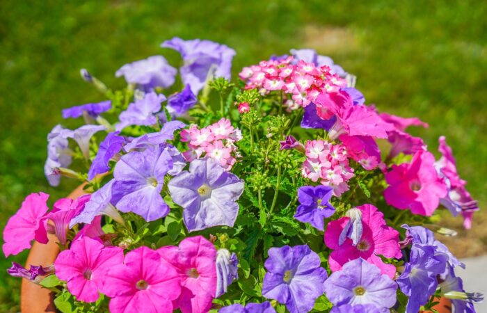 Maison_et_jardin_:_comment_récupérer_les_graines_de_pétunia_avec_facilité